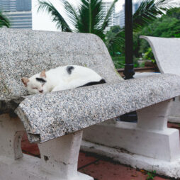 Valkoinen kissa nukkuu harmaalla kivisellä puistonpenkillä
